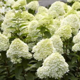 Hydrangea p 'Limelight' PWCC #3 True