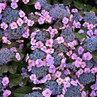 Hydrangea s 'Tuff Stuff' PWCC #3 True