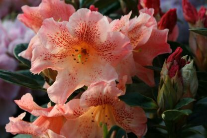 Rhododendron 'Kaitlyn's Delight' - Image 2