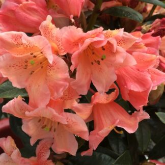 Rhododendron 'Kaitlyn's Delight'