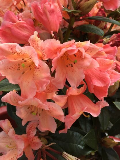 Rhododendron 'Kaitlyn's Delight'