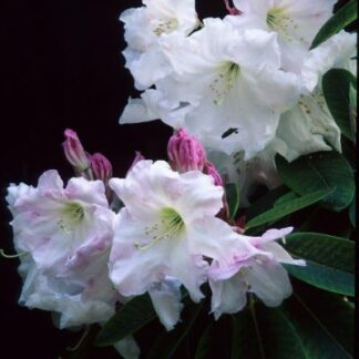 Rhododendron Lorderi King George 12-15" Container grown plant
