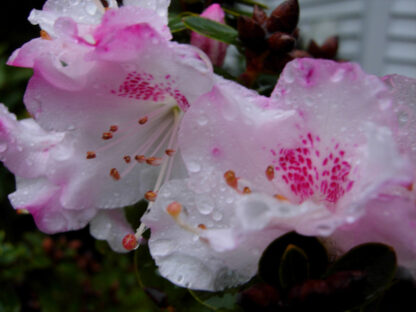 Rhododendron 'Pink Snowflake' - Image 5