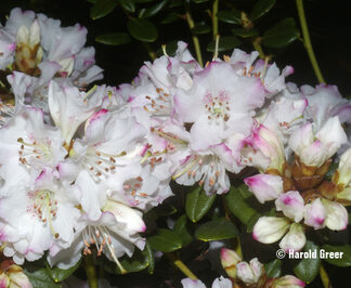 Rhododendron 'Pink Snowflake'