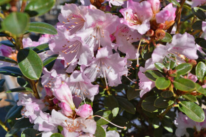Rhododendron 'Pink Snowflake' - Image 2