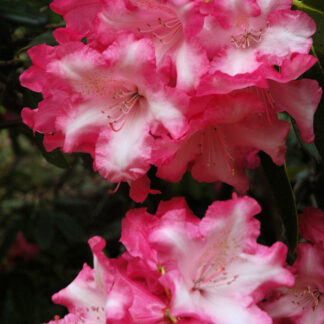 Rhododendrons