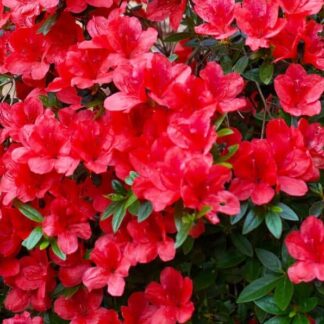 Azalea 'Red Bird'