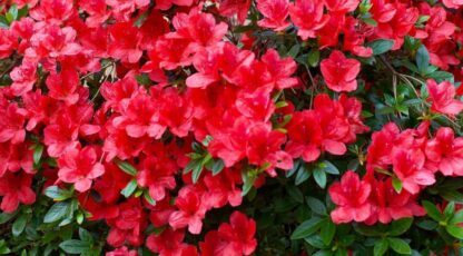 Azalea 'Red Bird' - Image 2