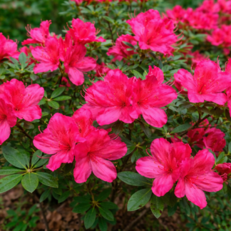 Rhododendron ‘Dragon’ – Rare, Fiery Red Blooms- #1 Container Size