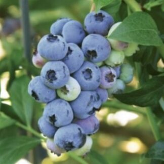 Blueberry 'Blueray'