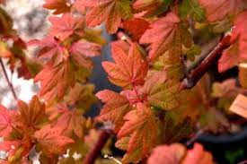Acer c 'Burgundy Jewel' #3