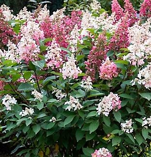 Hydrangea p 'Candelabra' BE #3 True