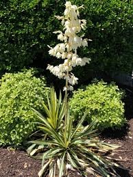 Yucca f 'Color Guard' #3  ZONE 4-10