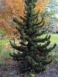 Cryptomeria j 'Black Dragon' #3 Container Grown  ZONE 5-9