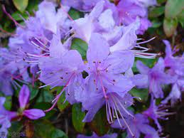 Rhododendron 'Vibrant Violet' #3