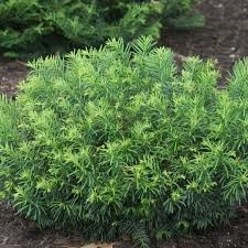 Cephalotaxus 'Duke Garden' #2