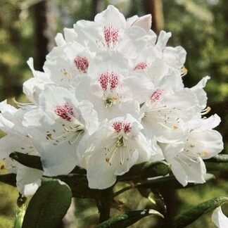 Rhododendron 'Cadis' #3 Container Size