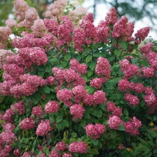 Hydrangea p 'Fire Light' PWCC #3 True