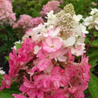 Hydrangea 'Flare' BE #3 True