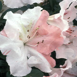 Azalea 'Getsutoku'