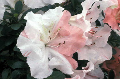 Azalea 'Getsutoku'