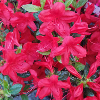 Azalea ' Hino Crimson' #3