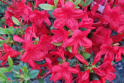 Azalea ' Hino Crimson' #3
