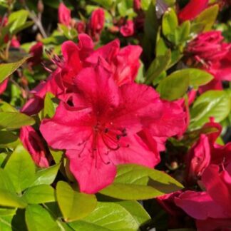 Azalea 'Hinodegiri' #3