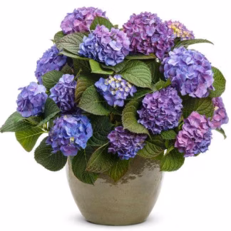 Hydrangea m 'Blue Jangles' PWCC #3 True  Zone 5-9 Beautiful Reblooming