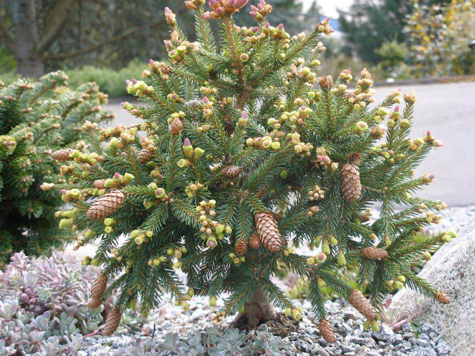 Dwarf Norway Spruce ‘Pusch’ (Picea abies)- Rare Garden Cultivar- #3 Container Grown