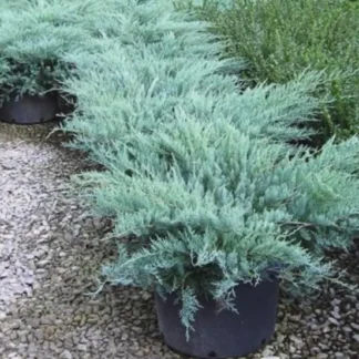 Juniperus v 'Gray Owl'-   Silvery Evergreen Shrub for Wildlife & Winter Charm | #3 Container Size| Zones 2–9