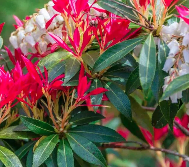 Pieris j 'Mountain Fire' #1 container grown. hardy to -15F 6"-12" tall. Beautiful evergreen plant