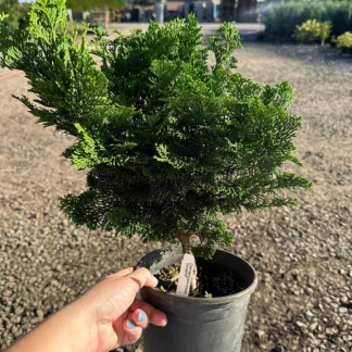 Tempelhof Hinoki Cypress- Delicate Evergreen Foliage- #1 Container Size