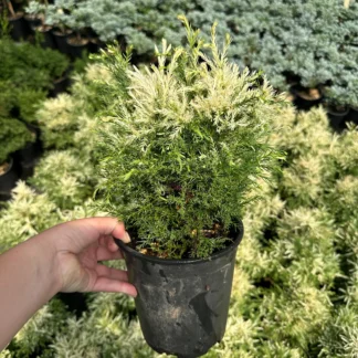 Cryptomeria 'Knaptonensis' (White Dwarf Japanese Cedar)- Rare White and Green Foliage- #1 Container Size