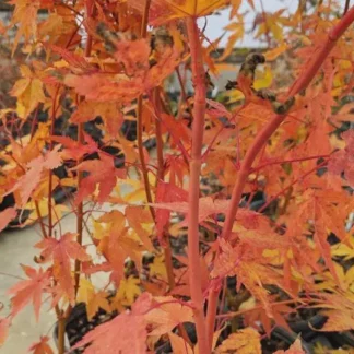 Acer palmatum 'Wildfire' | Rare Coral Bark Japanese Maple | Four-Season Color & Winter Interest Tree | Zones 6-9 | #1 Container Size