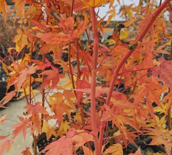 Acer palmatum 'Wildfire' | Rare Coral Bark Japanese Maple | Four-Season Color & Winter Interest Tree | Zones 6-9 | #1 Container Size