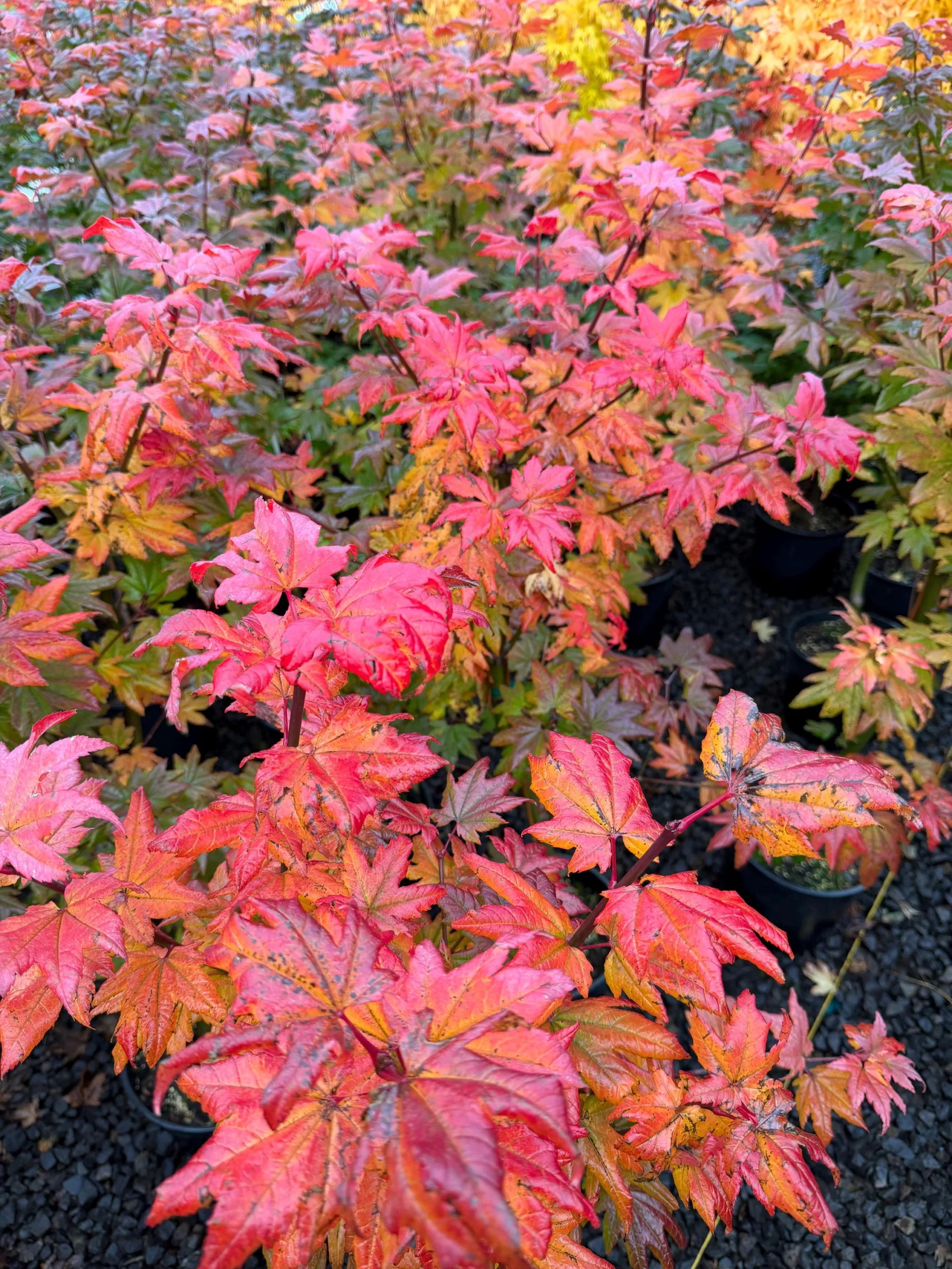Vine Maple 'Burgundy Jewel' | Rare Acer circinatum Hybrid | Sun-Loving Japanese Maple Tree | Zones 6–9 | #3 Container 40" Height