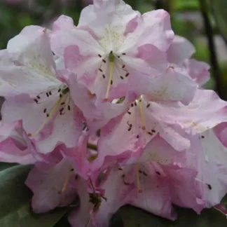 Rhododendron 'Todmorden'