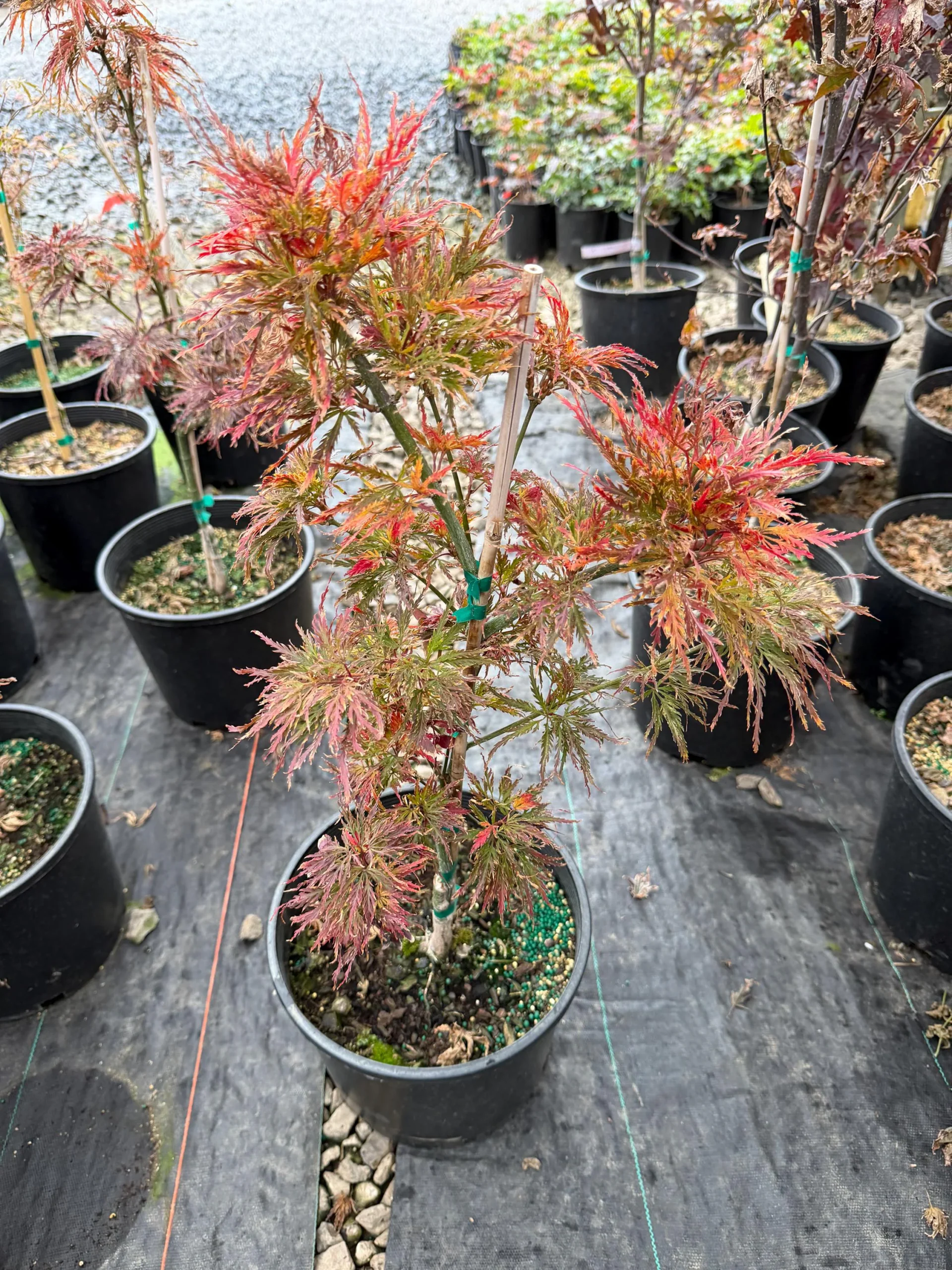 Acer palmatum ‘Pink Filigree’ Weeping Japanese Maple- Very Rare Weeping Variety- Gorgeous Pinkish Red Color- #3 Container Size