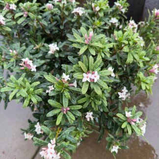 Daphne 'Eternal Fragrance'- Evergreen Shrub with Sweet Scented Blooms- Field Grown 21-24" Wide Head Size