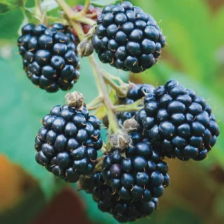 Rubus 'Triple Crown' Blackberry- Thornless and Juicy! #1 Container Size