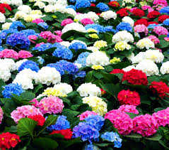 hydrangea varieties