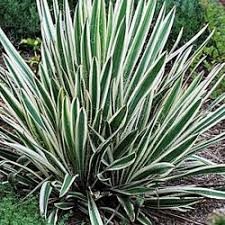 Yucca f 'Ivory Towers' #2 (zones 5-9)
