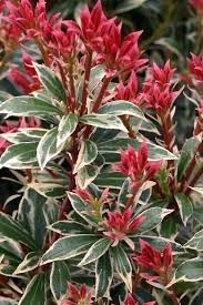 Pieris j 'Little Heath' #1 container grown 4-8" wide plant  USDA ZONE 5-8 Hardy TO -15