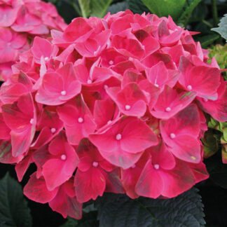 Hydrangea m 'Magical Crimson' #3