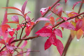 Blueberry 'Patriot'