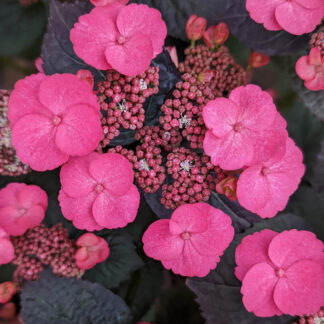 Hydrangea 'Pink Dynamo' BE #3
