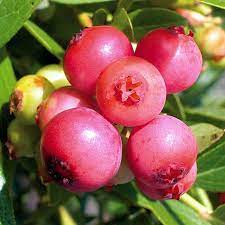 Blueberry 'Pink Lemonade'