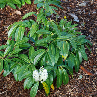 Prunus l. 'Mt. Vernon' #1 Container Size