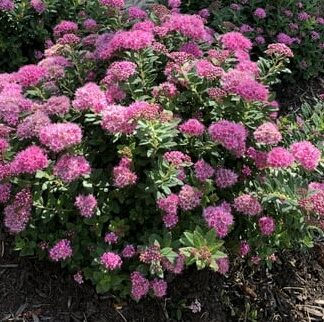 Spiraea J 'Poprocks Petite' BE